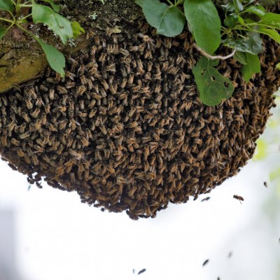 Swarm collecting service