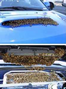 enjambre-de-abejas-en-auto